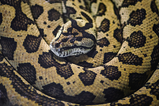 Carpet Python snake (Morelia spilota)