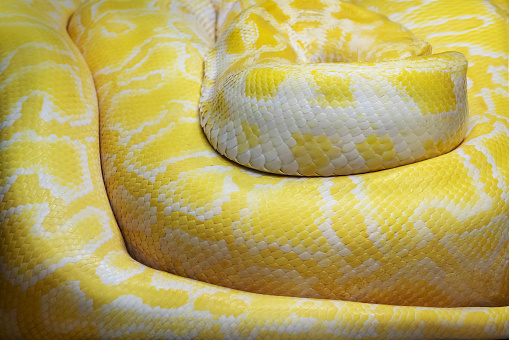 Albino Burmese Python scales (Python bivittatus) - texture