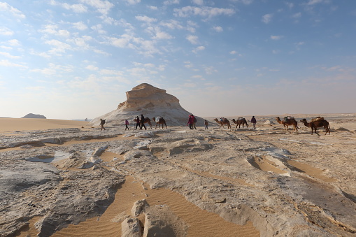 Photomontage of Dubai city with camels in the hot desert
