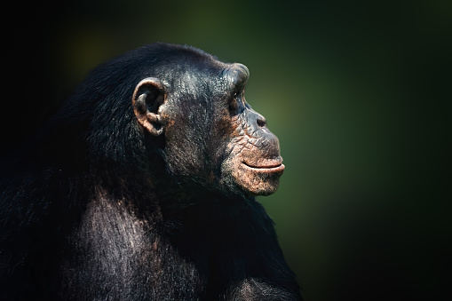 Portrait of a male bonobo (Pan paniscus) sitting in a tree.