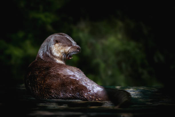 Neotropical River Otter (Lontra Longicaudis) Neotropical River Otter (Lontra Longicaudis) lontra longicaudis stock pictures, royalty-free photos & images