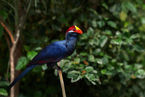 Violet Turaco bird (Musophaga violacea)