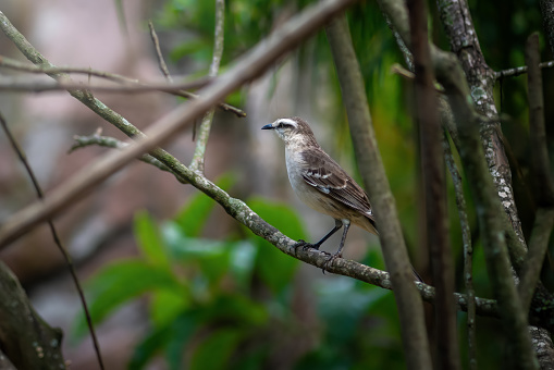 Chalk-browed Mockingbird (Mimus saturninus) - Mimic Thrush