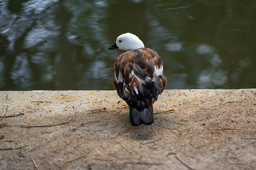 Close-up of a female mallard duck with water drops on her head.