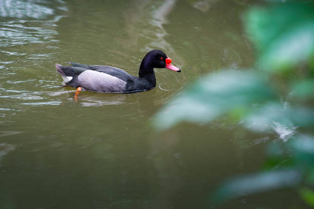 Rosy-billed Pochard swimming (Netta peposaca)