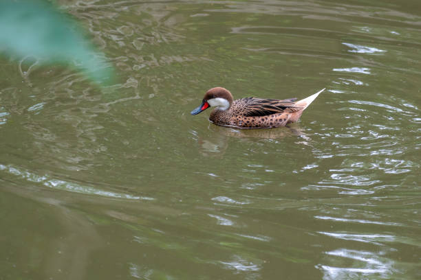 istock White-cheeked Pintail (Anas bahamensis) - Swimming 2018106033