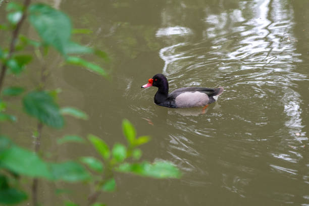 Rosy-billed Pochard swimming (Netta peposaca)