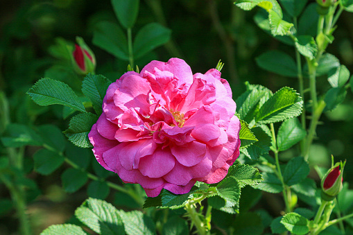 Pink rose accompanied by two buttons.