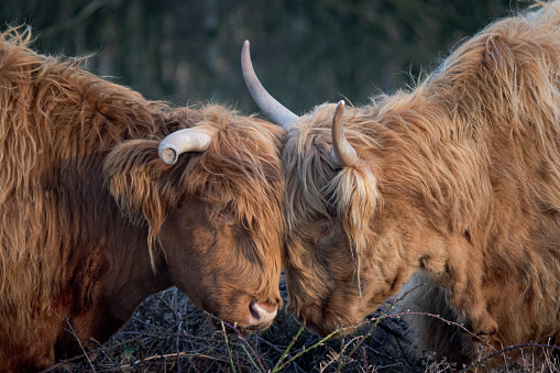 This cow and bull got very close showing each other some affection, I took this picture in Curbar Edge, which is in The Peak District national park in England. They have a highland cow cattle roaming free around that area