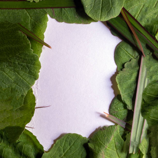 istock Frame made of leaves on a white background 2018148813