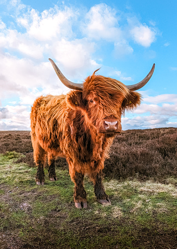 This beautiful highland cow came to me while walking around Curbar Edge in the Peak District National Park in England, I managed to take a quick snap with my mobile phone. There is a cattle roaming free around that area, the blue sky and the few clouds are a very good addition to this picture