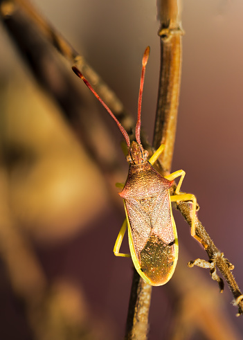 bedbug, Gonocerus acuteangulatus, typical hemiptera of the mediterranean climate, Majorca, Balearic Islands, Spain