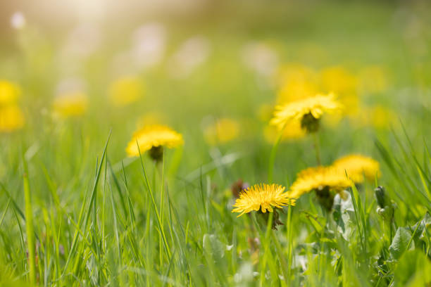 istock Dandelion wildflowers in a spring glade 2018188014