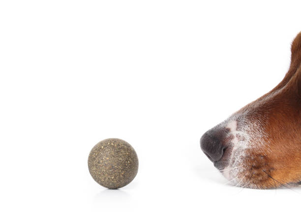 Isolated dog with on catnip ball. Close up of curious puppy dog snout smelling on green pressed catmint ball. Catnip safe for dogs concept. White background. Selective focus. dog ball with teeth stock pictures, royalty-free photos & images