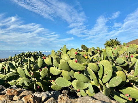 Plenty of pricly pear or Opuntia plants isolated on a blue sky background in Teno Alto, Tenerife, Canary Islands, Spain, no people