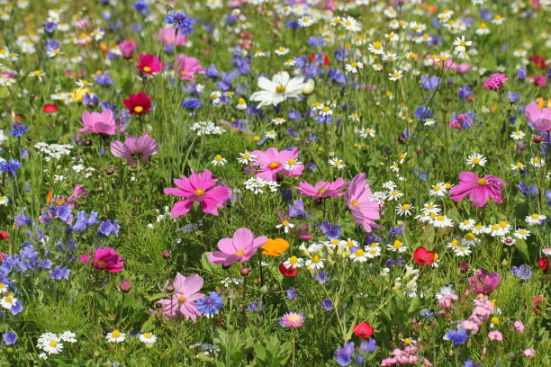 beautiful flower meadow - cosmos flower daisy flower field stock-fotos und bilder