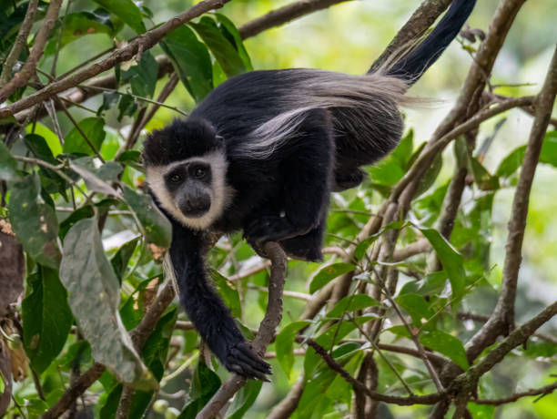 istock Black and white colobus monkey in the Botanical Gardens in Entebbe, Uganda 2018244736