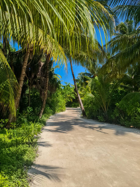 istock A small sand path with palm trees in the beautiful Maldives. 2018265692