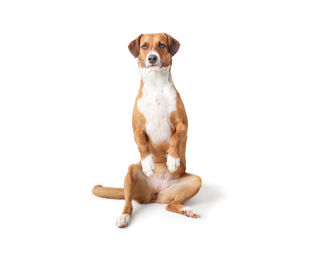 Cute medium sized dog sitting upright with paws raised looking like begging. 2 years old, female Harrier mix dog. Selective focus. White background.