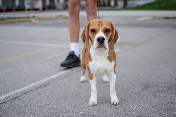 pet dog beagle on the street with its owner