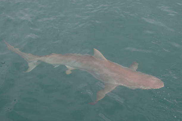 istock bronze whaler or copper shark, Carcharhinus brachyurus, Gansbaai, South Africa 2018317085