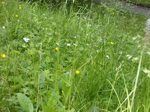 Wildblumenwiese