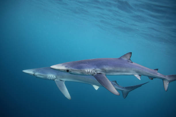 istock blue shark, Prionace glauca, Cape Point, South Africa 2018322295