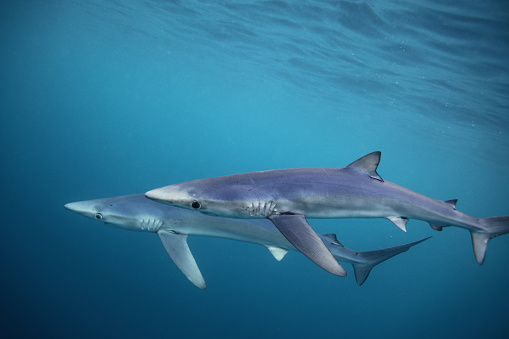 blue shark, Prionace glauca, Cape Point, South Africa
