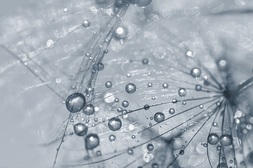 Close up of a dandelion with silver dew drops. Beautiful abstract macro. Selective focus.