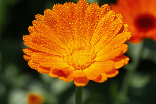 Herb flower Calendula officinalis aka pot marigold cowered by morning dew droplets is growing in the garden.