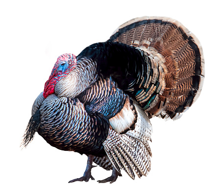 colorful turkey gobbler, white background, no people, cut out, front and side view, feathers out strutting