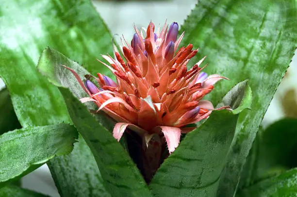 Photo of maguey flower, agave leaves with flower