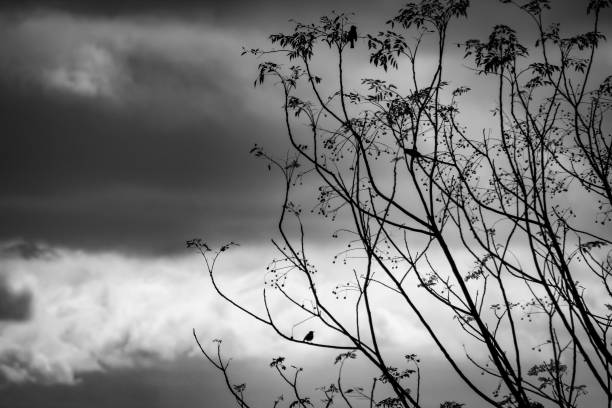Silhouette of a tree in a storm with birds