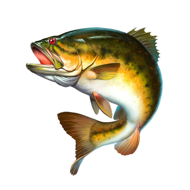 istock Bass fish jumps out of water isolate realistic illustration. 2018386553