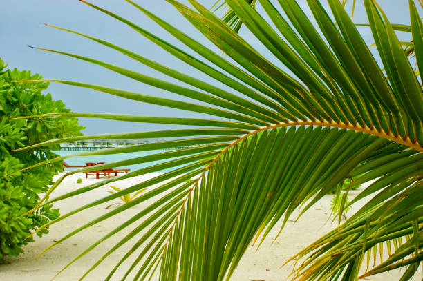 istock Palm tree on the beach on the Maldives island 2018393837