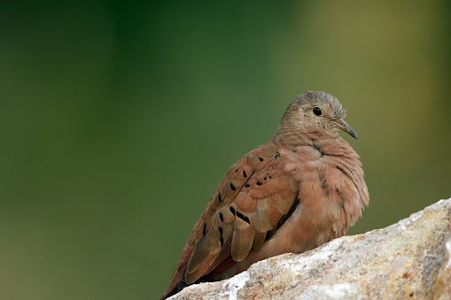 Male Ruddy ground dove is resting on the rock in warm summer day, background of green foliage.