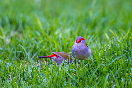 Close-Up of two Red-browed Finchs sitting on the Grass, Queensland, Australia.
