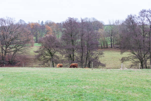 Cows grazing in a meadow with trees in the background.