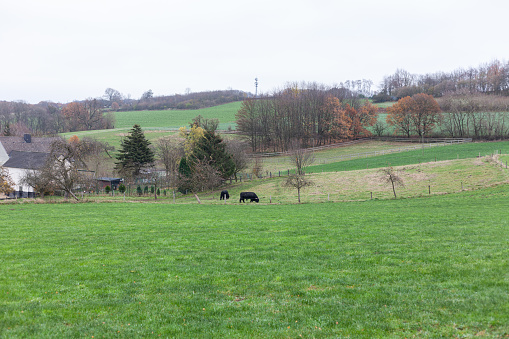 Cows grazing in a meadow on a cloudy day in winter