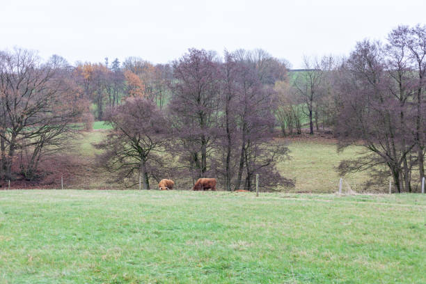 Cows grazing in a meadow with trees in the background.