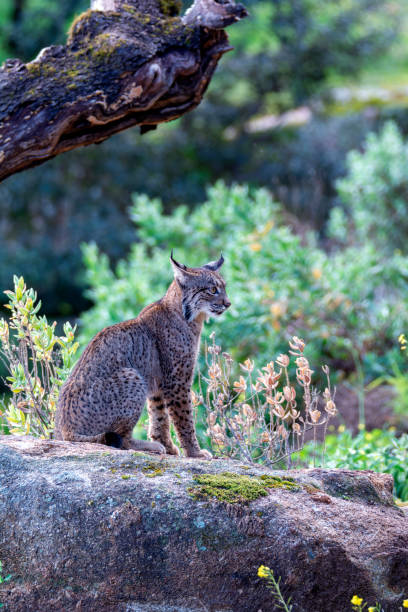 istock Iberian lynx in the Sierra de Andujar, Spain. 2018443434