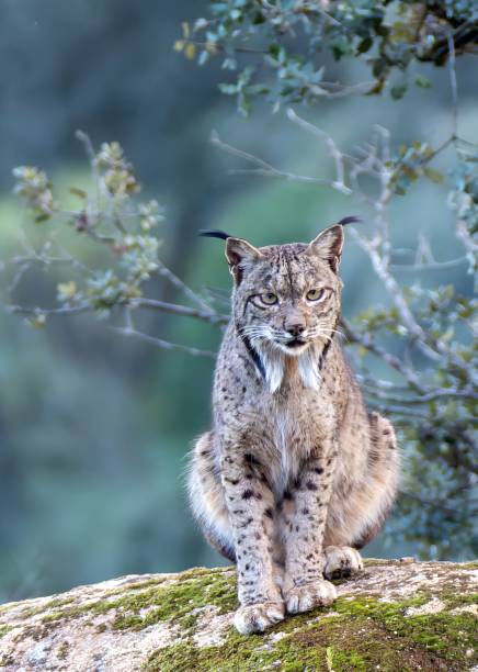 Iberian lynx in the Sierra de Andujar, Spain. stock photo