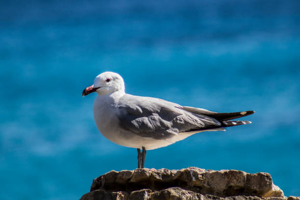 Portrait of Seagull. Wild bird posing in Mallorca   Sparrow portrait. Wild bird posing in Mallorca