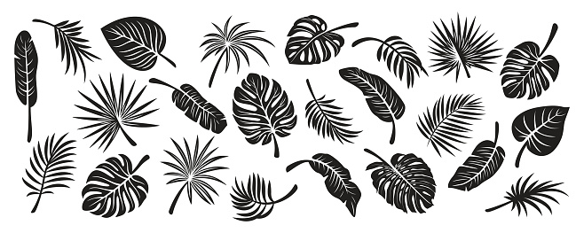 Tropical Leaf Silhouettes. Flat Vector Black and White Cutout Style Monstera, Ficus, Banana Leaf, Dracaena, Sabal Palm Leaves Collecton, Isolated. Design Templates for Home Decor, Invitations, Prints.