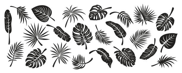 Tropical Leaf Silhouettes. Flat Vector Black and White Cutout Style Monstera, Ficus, Banana Leaf, Dracaena, Sabal Palm Leaves Collecton, Isolated. Design Templates for Home Decor, Invitations, Prints Tropical Leaf Silhouettes. Flat Vector Black and White Cutout Style Monstera, Ficus, Banana Leaf, Dracaena, Sabal Palm Leaves Collecton, Isolated. Design Templates for Home Decor, Invitations, Prints. palm icon stock illustrations