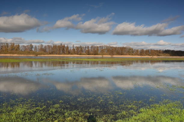 prati allagati a febbraio - steinhuder meer foto e immagini stock