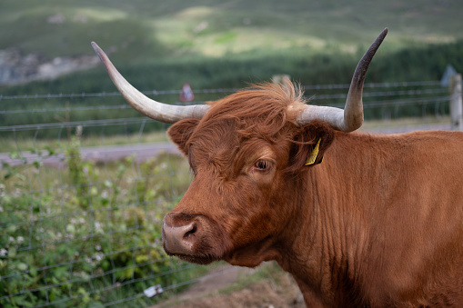 Closeup moody portrait of highland furry cow. Rural life and farming concept. High quality photo