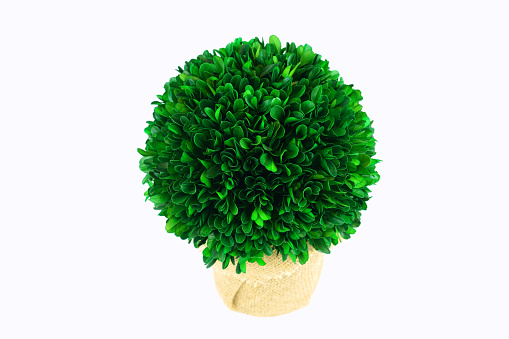 green plant decoration isolated on white background