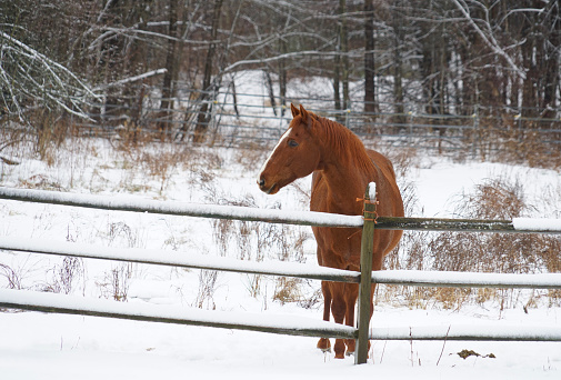 horse in winter farm after snow