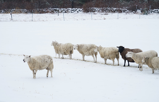 group of sheep in winter farm after snow storm